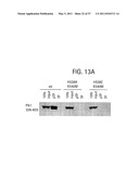 PRODUCTS AND PROCESSES FOR MODULATING PEPTIDE-PEPTIDE BINDING DOMAIN INTERACTIONS diagram and image