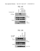 PRODUCTS AND PROCESSES FOR MODULATING PEPTIDE-PEPTIDE BINDING DOMAIN INTERACTIONS diagram and image