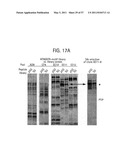 PRODUCTS AND PROCESSES FOR MODULATING PEPTIDE-PEPTIDE BINDING DOMAIN INTERACTIONS diagram and image