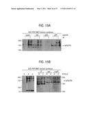 PRODUCTS AND PROCESSES FOR MODULATING PEPTIDE-PEPTIDE BINDING DOMAIN INTERACTIONS diagram and image