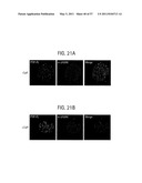 PRODUCTS AND PROCESSES FOR MODULATING PEPTIDE-PEPTIDE BINDING DOMAIN INTERACTIONS diagram and image