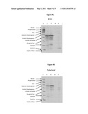 Antibodies immunoreactive with mutant hydroxypenylpyruvatedioxygenase diagram and image