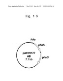 METHOD FOR PRODUCTION OF POLYESTER COPOLYMER USING RECOMBINANT MICROORGANISM diagram and image