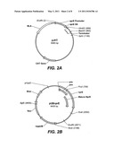 USE AND PRODUCTION OF NEUTRAL METALLOPROTEASES IN A SERINE PROTEASE-FREE BACKGROUND diagram and image