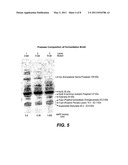 USE AND PRODUCTION OF NEUTRAL METALLOPROTEASES IN A SERINE PROTEASE-FREE BACKGROUND diagram and image