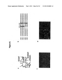 METHODS AND COMPOSITIONS FOR CELL-CYCLE REGULATION diagram and image