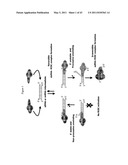 siRNA targeting TNFa diagram and image