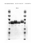 SACCHARIDE-CONTAINING PROTEIN CONJUGATES AND USES THEREOF diagram and image