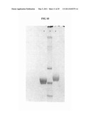 SACCHARIDE-CONTAINING PROTEIN CONJUGATES AND USES THEREOF diagram and image