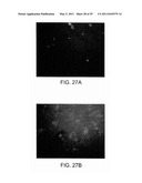 SACCHARIDE-CONTAINING PROTEIN CONJUGATES AND USES THEREOF diagram and image