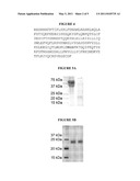 METHODS OF PRODUCING AND PURIFYING PROTEINS diagram and image