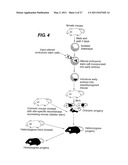 Efficient Insertion of DNA Into Embryonic Stem Cells diagram and image