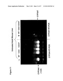 Efficient Insertion of DNA Into Embryonic Stem Cells diagram and image