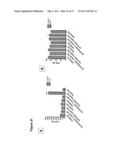 Efficient Insertion of DNA Into Embryonic Stem Cells diagram and image