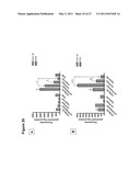 Efficient Insertion of DNA Into Embryonic Stem Cells diagram and image