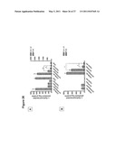 Efficient Insertion of DNA Into Embryonic Stem Cells diagram and image