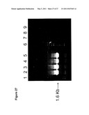 Efficient Insertion of DNA Into Embryonic Stem Cells diagram and image