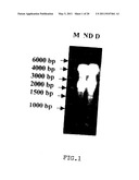 CLONING OF NOVEL GENE SEQUENCES EXPRESSED AND REPRESSED DURING WINTER DORMANCY IN THE APICAL BUDS OF TEA diagram and image