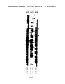 CLONING OF NOVEL GENE SEQUENCES EXPRESSED AND REPRESSED DURING WINTER DORMANCY IN THE APICAL BUDS OF TEA diagram and image