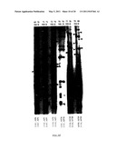 CLONING OF NOVEL GENE SEQUENCES EXPRESSED AND REPRESSED DURING WINTER DORMANCY IN THE APICAL BUDS OF TEA diagram and image