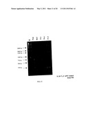 CLONING OF NOVEL GENE SEQUENCES EXPRESSED AND REPRESSED DURING WINTER DORMANCY IN THE APICAL BUDS OF TEA diagram and image