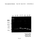 CLONING OF NOVEL GENE SEQUENCES EXPRESSED AND REPRESSED DURING WINTER DORMANCY IN THE APICAL BUDS OF TEA diagram and image