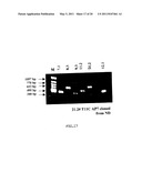 CLONING OF NOVEL GENE SEQUENCES EXPRESSED AND REPRESSED DURING WINTER DORMANCY IN THE APICAL BUDS OF TEA diagram and image