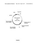 Plants Having Enhanced Yield-Related Traits and a Method for Making the Same by Overexpressing a Polynucleotide Encoding a TFL1-Like Protein diagram and image