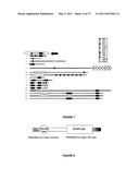 Plants Having Enhanced Yield-Related Traits and a Method for Making the Same by Overexpressing a Polynucleotide Encoding a TFL1-Like Protein diagram and image