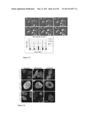 MATHEMATICAL IMAGE ANALYSIS BASED CELL REPROGRAMMING WITH APPLICATIONS FOR EPIGENETIC AND NON-EPIGENETIC BASE INDUCED PLURIPOTENT STEM CELL DERIVATION diagram and image