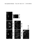 Functionalized Magnetic Nanoparticles and Methods of Use Thereof diagram and image