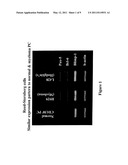 Methods for Detecting and Monitoring Circulating Cancer Stem Cells diagram and image