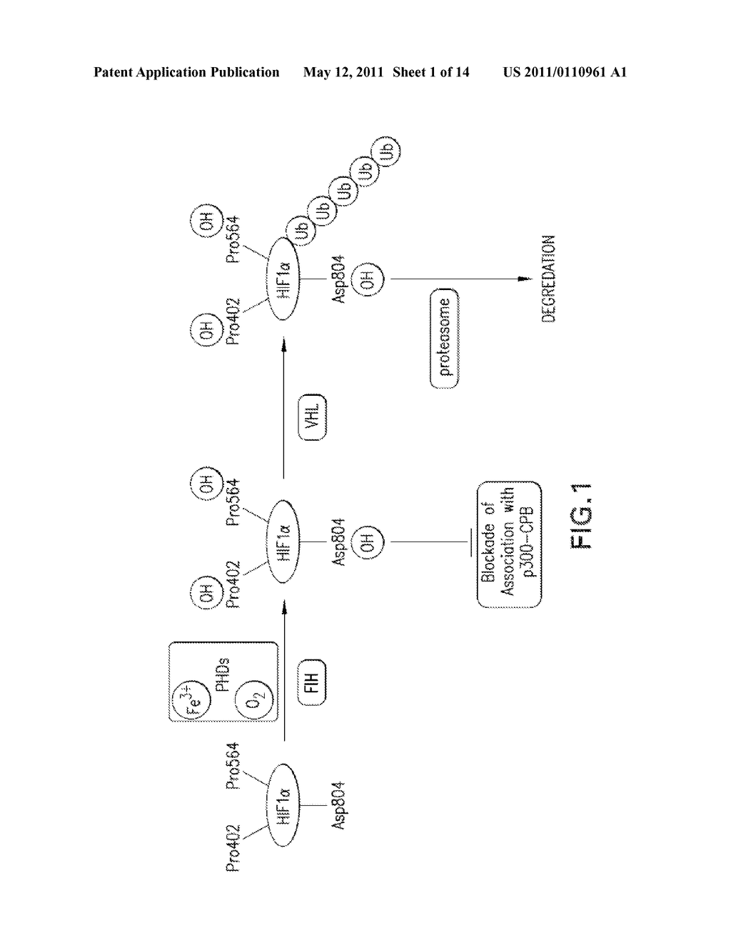 PROLYL HYDROXYLASE INHIBITORS - diagram, schematic, and image 02