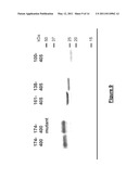Novel Immunoadjuvant Flagellin-Based Compounds and Use Thereof diagram and image