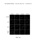 USE OF IMMUNOGENIC COMPOSITIONS FOR THE TREATMENT OR PREVENTION OF PATHOGEN INFECTIONS diagram and image