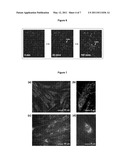 INTRACELLULAR ANTIBODY DELIVERY diagram and image