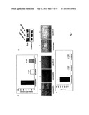 BMP-7 FOR USE IN TREATING VASCULAR SCLEROSIS diagram and image