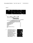 Peptide for Determining Actin Structures in Living Cells diagram and image