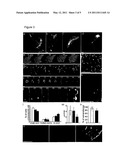 Peptide for Determining Actin Structures in Living Cells diagram and image