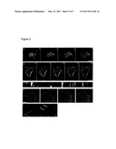 Peptide for Determining Actin Structures in Living Cells diagram and image