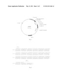 Method for Making Mature Insulin Polypeptides diagram and image