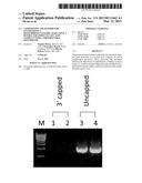 Composition and Method for Synthesizing a Deoxyribonucleotide Chain Using a Double Stranded Nucleic Acid Complex with a Thermostable Polymerase diagram and image