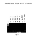 Composition and Method for Synthesizing a Deoxyribonucleotide Chain Using a Double Stranded Nucleic Acid Complex with a Thermostable Polymerase diagram and image