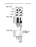 MODIFIED POLYPEPTIDES STABILIZED IN A DESIRED CONFORMATION AND METHODS FOR PRODUCING SAME diagram and image