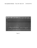 MICROCHIP FOR IDENTIFYING PHELLINUS SPECIES AND THE METHOD THEREOF diagram and image