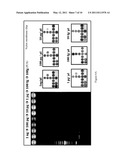 MICROCHIP FOR IDENTIFYING PHELLINUS SPECIES AND THE METHOD THEREOF diagram and image