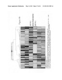 siRNA targeting spleen tyrosine kinase diagram and image