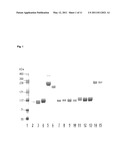 PEGYLATED RECOMBINANT HUMAN GROWTH HORMONE COMPOUNDS diagram and image