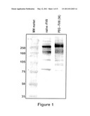 FACTOR VIII POLYMER CONJUGATES diagram and image