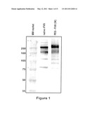 FACTOR VIII POLYMER CONJUGATES diagram and image